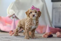 processed/a3449e5b-fcfc-436f-9ef1-d04a1abc71c8/listing/774450a9-21f7-4423-8019-9f2cc3ec54e2/b57ef596-53c3-43e5-896a-775f30e63140