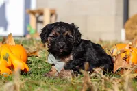 Enzo, a male Yorkipoo for sale in Baltic, OH – Photo 1 of 5