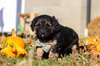 Enzo, a male Yorkipoo for sale in Baltic, OH – Photo 3 of 5