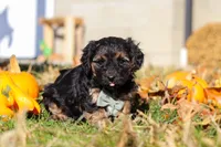 Enzo, a male Yorkipoo for sale in Baltic, OH – Photo 2 of 5