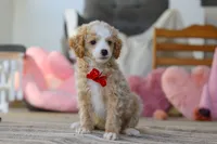 Cupid, a male Poodle - Miniature  for sale in Baltic, OH – Photo 2 of 7