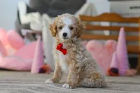 Cupid, a male Poodle - Miniature  for sale in Baltic, OH – Photo 1 of 7