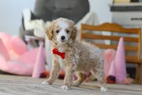 Cupid, a male Poodle - Miniature  for sale in Baltic, OH – Photo 6 of 7