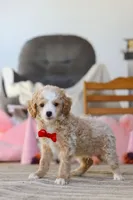 Cupid, a male Poodle - Miniature  for sale in Baltic, OH – Photo 7 of 7