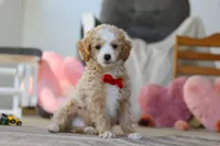 Cupid, a male Poodle - Miniature  for sale in Baltic, OH – Photo 4 of 7