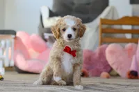 Cupid, a male Poodle - Miniature  for sale in Baltic, OH – Photo 3 of 7