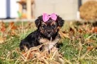 Melody, a female Yorkipoo for sale in Baltic, OH – Photo 2 of 9