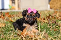 Melody, a female Yorkipoo for sale in Baltic, OH – Photo 4 of 9