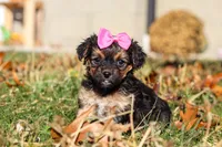 Melody, a female Yorkipoo for sale in Baltic, OH – Photo 5 of 9