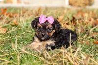 Melody, a female Yorkipoo for sale in Baltic, OH – Photo 7 of 9