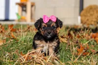 Melody, a female Yorkipoo for sale in Baltic, OH – Photo 1 of 9