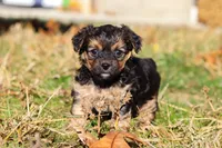 Melody, a female Yorkipoo for sale in Baltic, OH – Photo 9 of 9