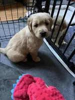 Finn (On Hold) — The Adventurer, a male Golden Retriever for sale in Sylva, NC – 4 of 9