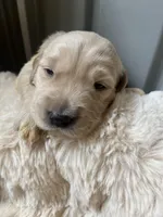 Finn (On Hold) — The Adventurer, a male Golden Retriever for sale in Sylva, NC – 1 of 9