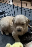 Finn (On Hold) — The Adventurer, a male Golden Retriever for sale in Sylva, NC – 3 of 9