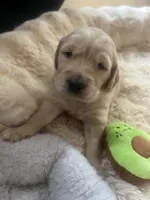 Finn (On Hold) — The Adventurer, a male Golden Retriever for sale in Sylva, NC – 2 of 9