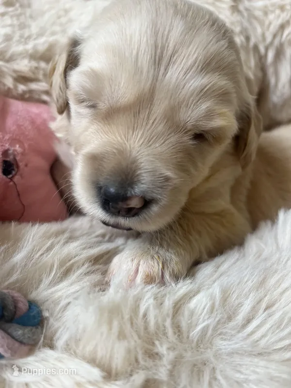 Sally - Confident Explorer – English Cream Golden Retriever puppy for sale in Sylva, NC