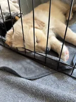 Finn (On Hold) — The Adventurer, a male Golden Retriever for sale in Sylva, NC – 7 of 9