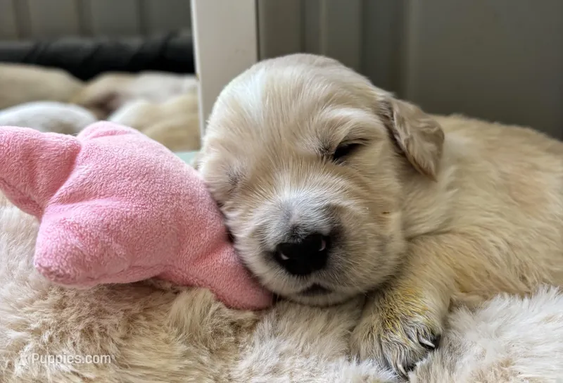 Gus — The Snuggler – English Cream Golden Retriever puppy for sale in Sylva, NC