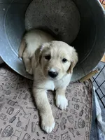 Ruby (On Hold), a female Golden Retriever for sale in Sylva, NC – 5 of 6