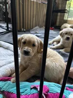 Finn (On Hold) — The Adventurer, a male Golden Retriever for sale in Sylva, NC – 6 of 9
