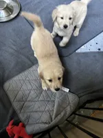 Finn (On Hold) — The Adventurer, a male Golden Retriever for sale in Sylva, NC – 5 of 9