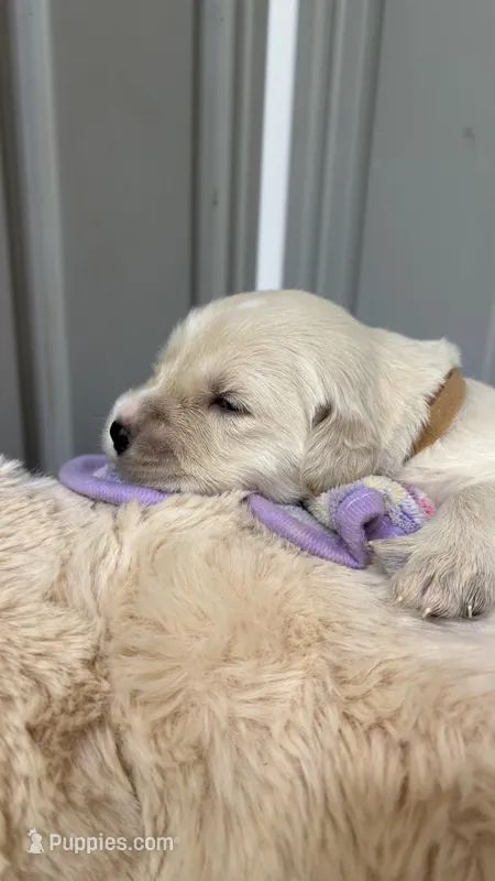 Calvin — The Gentle Observer – Golden Retriever puppy for sale in Sylva, NC