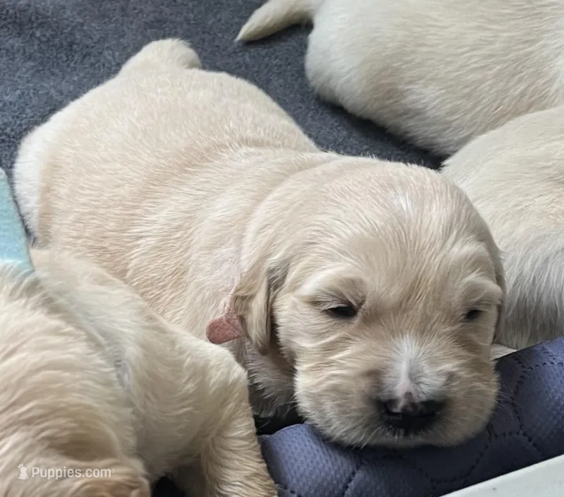 Bruce — Big Teddy Bear – English Cream Golden Retriever puppy for sale in Sylva, NC