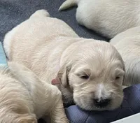 Bruce (On Hold) — Big Teddy Bear, a male English Cream Golden Retriever for sale in Sylva, NC – 1 of 4
