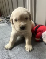Bruce (On Hold) — Big Teddy Bear, a male English Cream Golden Retriever for sale in Sylva, NC – 2 of 4