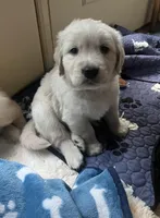 Bruce (On Hold) — Big Teddy Bear, a male English Cream Golden Retriever for sale in Sylva, NC – 3 of 4