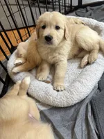 Finn (On Hold) — The Adventurer, a male Golden Retriever for sale in Sylva, NC – 9 of 9