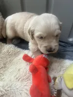 Ruby (On Hold), a female Golden Retriever for sale in Sylva, NC – 2 of 6