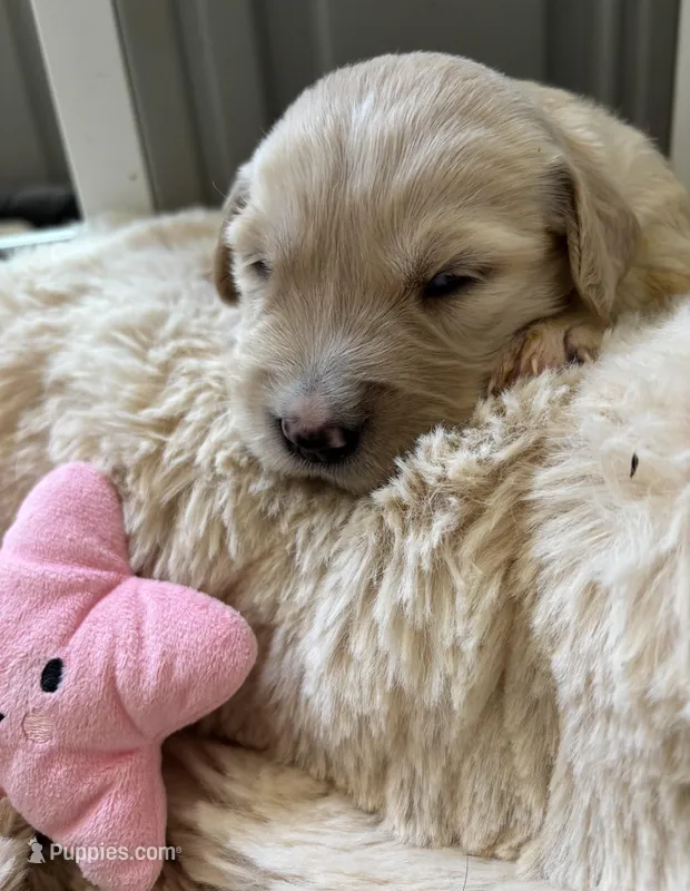 Ruby – Golden Retriever puppy for sale in Sylva, NC