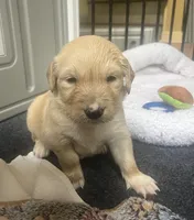 Ruby (On Hold), a female Golden Retriever for sale in Sylva, NC – 3 of 6