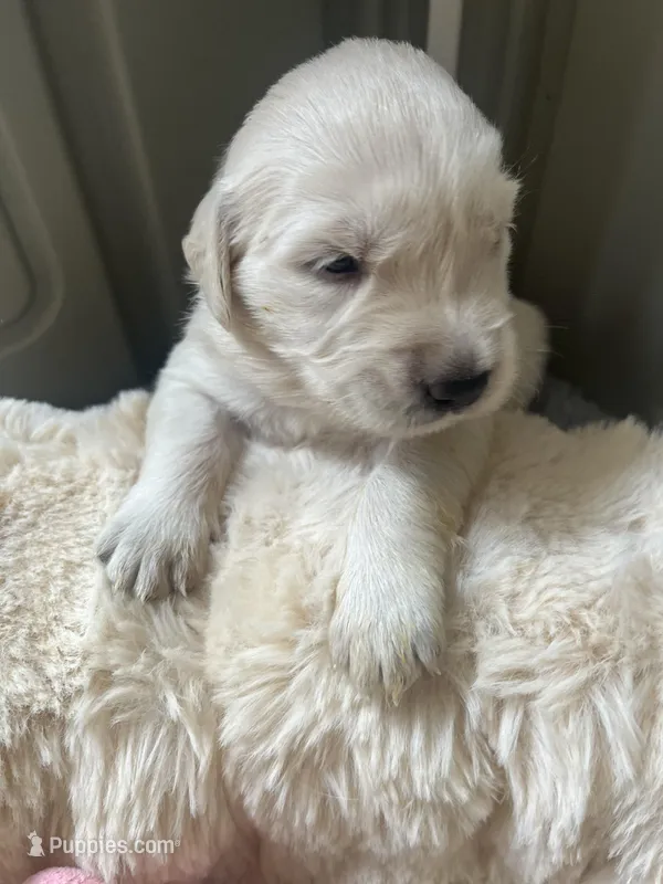 April – Golden Retriever puppy for sale in Sylva, NC