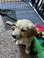 Ruby (On Hold), a female Golden Retriever for sale in Sylva, NC – 6 of 6