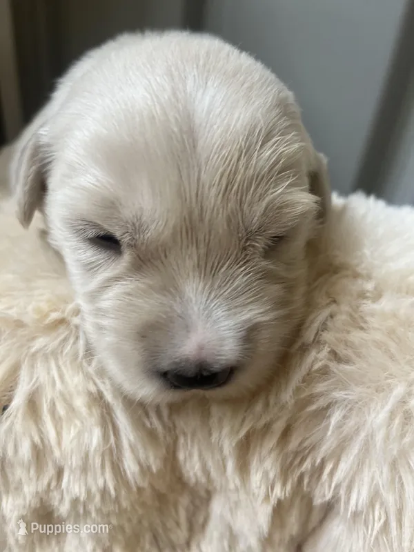 Cooper — Balanced & Friendly Companion – English Cream Golden Retriever puppy for sale in Sylva, NC