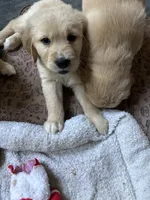 Finn (On Hold) — The Adventurer, a male Golden Retriever for sale in Sylva, NC – 8 of 9