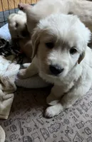 Bruce (On Hold) — Big Teddy Bear, a male English Cream Golden Retriever for sale in Sylva, NC – 4 of 4