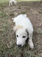 Patches, a female Anatolian Shepherd Dog and Great Pyrenees for sale in Tulsa, OK – 5 of 5