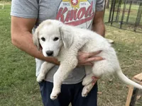 Patches, a female Anatolian Shepherd Dog and Great Pyrenees for sale in Tulsa, OK – 2 of 5