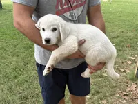 Chunkster, a male Anatolian Shepherd Dog and Great Pyrenees for sale in Tulsa, OK – 5 of 5