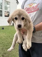 Luga, a female Anatolian Shepherd Dog and Great Pyrenees for sale in Tulsa, OK – 1 of 4