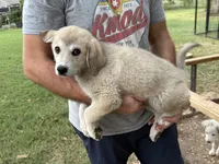 Luga, a female Anatolian Shepherd Dog and Great Pyrenees for sale in Tulsa, OK – 2 of 4