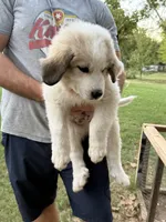 Big Spot, a male Anatolian Shepherd Dog and Great Pyrenees for sale in Tulsa, OK – 5 of 5