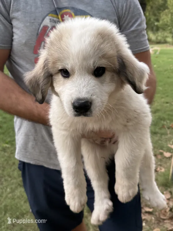 Big Spot – Anatolian Shepherd Dog, Great Pyrenees puppy for sale in Tulsa, OK