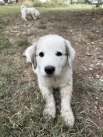 Patches, a female Anatolian Shepherd Dog and Great Pyrenees for sale in Tulsa, OK – 4 of 5