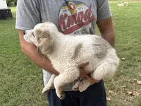 Hundred Spot, a female Anatolian Shepherd Dog and Great Pyrenees for sale in Tulsa, OK – 2 of 4