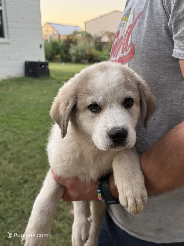 Hundred Spot – Anatolian Shepherd Dog, Great Pyrenees puppy for sale in Tulsa, OK